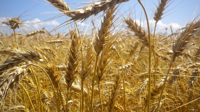 Türkiye, FAO konsey üyeliğine seçildi
