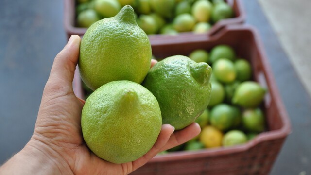 Limon ve elma ihracı kayda bağlandı